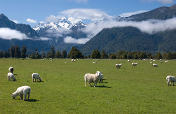 Sheep grazing in a pasture